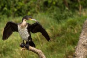 Greater cormorant